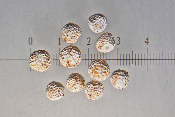 Isoëtes durieui, Calamaria di Durieu