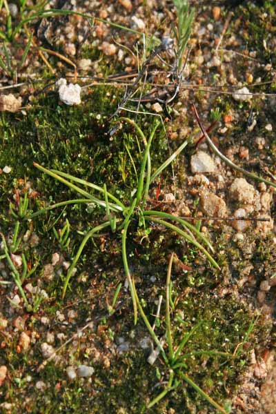 Isoëtes durieui, Calamaria di Durieu