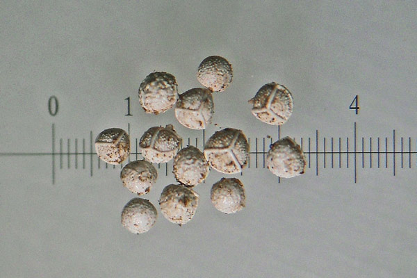 Isoëtes gymnocarpa, Calamaria con frutto nudo