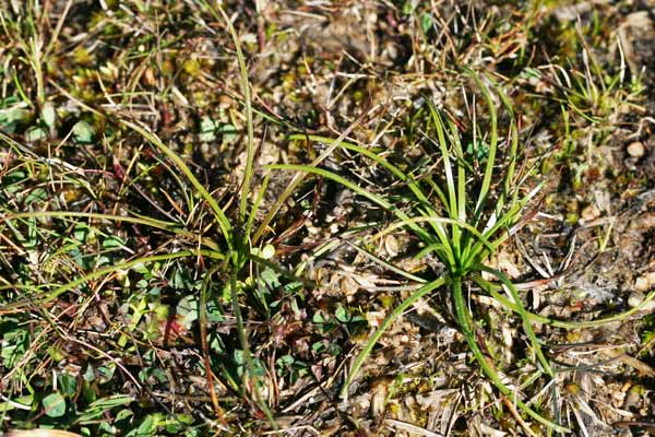 Isoëtes gymnocarpa, Calamaria con frutto nudo