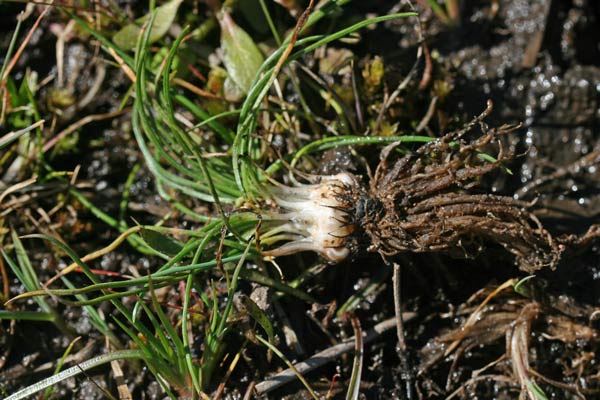 Isoëtes histrix, Calamaria istrice