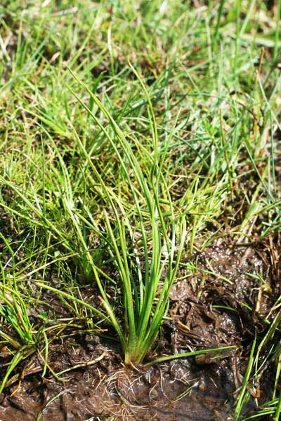 Isoëtes longissima, Calamaria velata