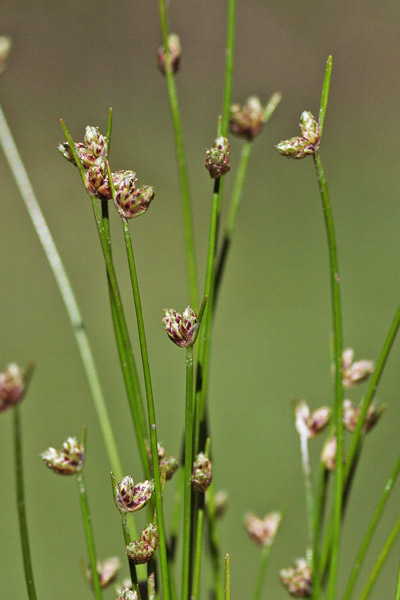 Isolepis cernua, Lisca delle pozze