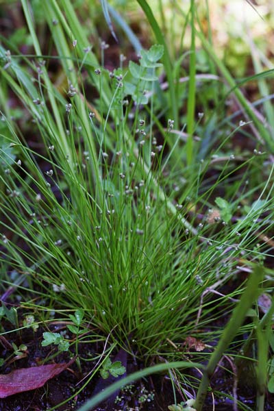 Isolepis cernua, Lisca delle pozze