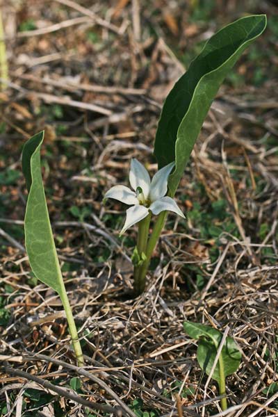 Jaborosa integrifolia, Mandragora a foglia intera