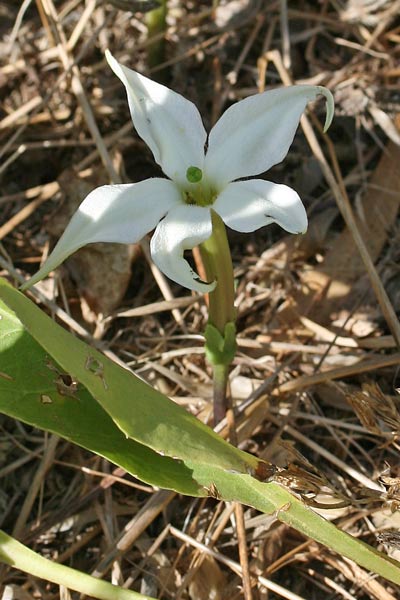 Jaborosa integrifolia, Mandragora a foglia intera