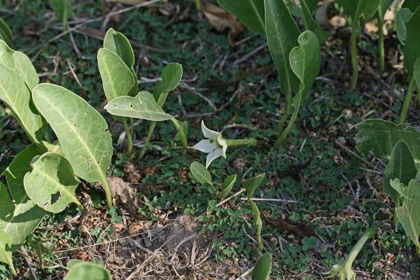 Jaborosa integrifolia, Mandragora a foglia intera