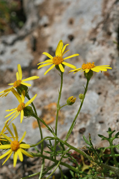Jacobaea delphiniifolia, Senecio granuloso