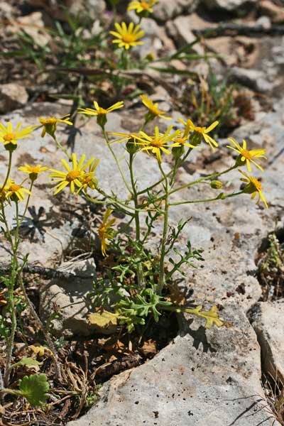 Jacobaea delphiniifolia, Senecio granuloso