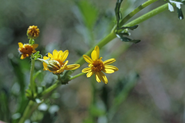 Jacobaea erratica, Senecione dei fossi, Senecione erratico