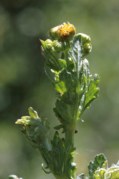 Jacobaea erratica, Senecione dei fossi, Senecione erratico