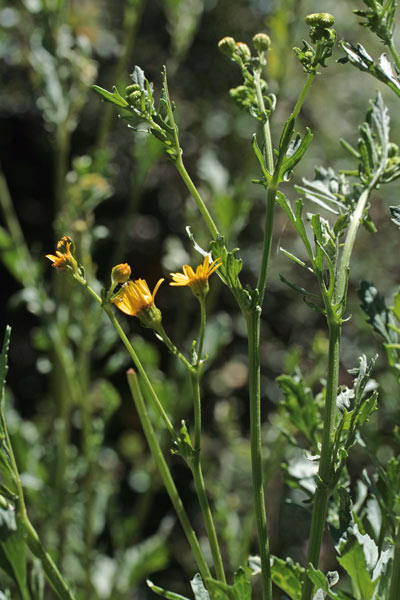 Jacobaea erratica, Senecione dei fossi, Senecione erratico