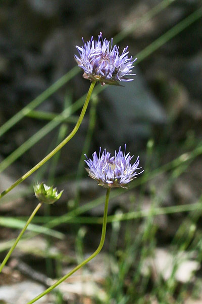 Jasione montana, Jasione di monte, Vedovella annuale, Vedovelle celesti, Viudedda asula