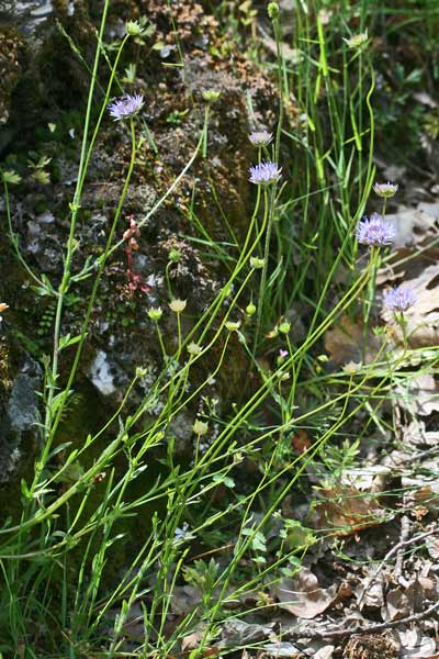 Jasione montana, Jasione di monte, Vedovella annuale, Vedovelle celesti, Viudedda asula