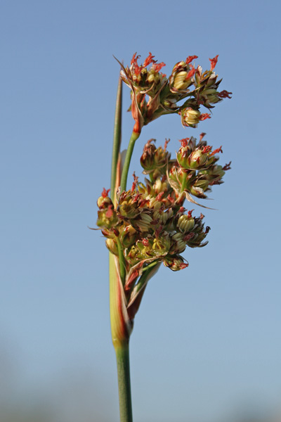 Juncus acutus, Giunco pungente, Giuncu, Giuncu masciu, Giuncu mascu, Iunku mascru, Sinniga, Tinnia, Zinnia, Zinniga