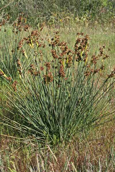 Juncus acutus, Giunco pungente, Giuncu, Giuncu masciu, Giuncu mascu, Iunku mascru, Sinniga, Tinnia, Zinnia, Zinniga