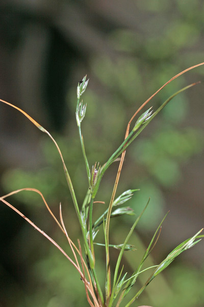 Juncus bufonius, Giunco dei rospi, Giuncu