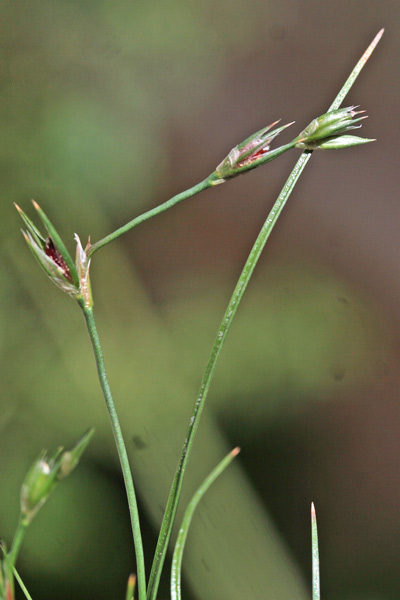 Juncus bufonius, Giunco dei rospi, Giuncu