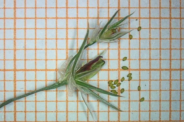 Juncus bufonius, Giunco dei rospi, Giuncu