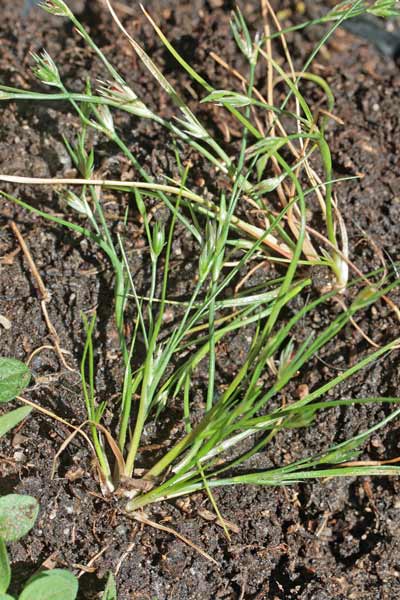 Juncus bufonius, Giunco dei rospi, Giuncu