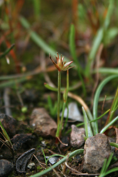 Juncus capitatus, Giunco a capolino, Giuncu, Sinniga, Zinniga