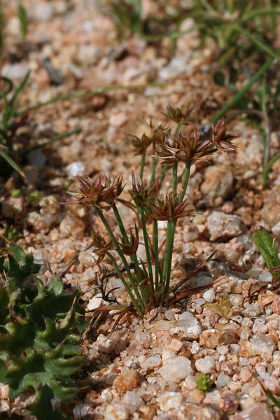 Juncus capitatus, Giunco a capolino, Giuncu, Sinniga, Zinniga