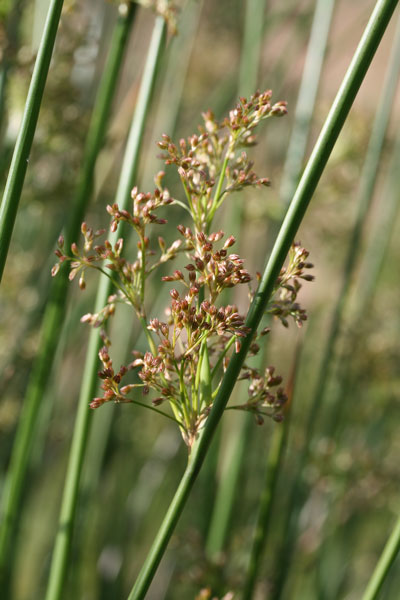 Juncus effusus, Giunco comune, Giuncu, Sinniga, Tinniga, Zinniga