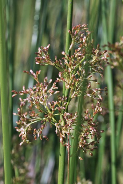 Juncus effusus, Giunco comune, Giuncu, Sinniga, Tinniga, Zinniga