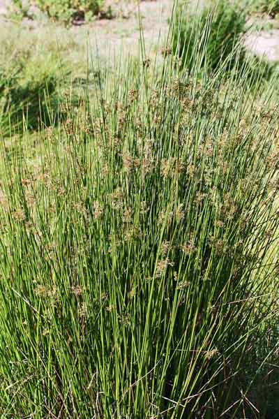 Juncus effusus, Giunco comune, Giuncu, Sinniga, Tinniga, Zinniga