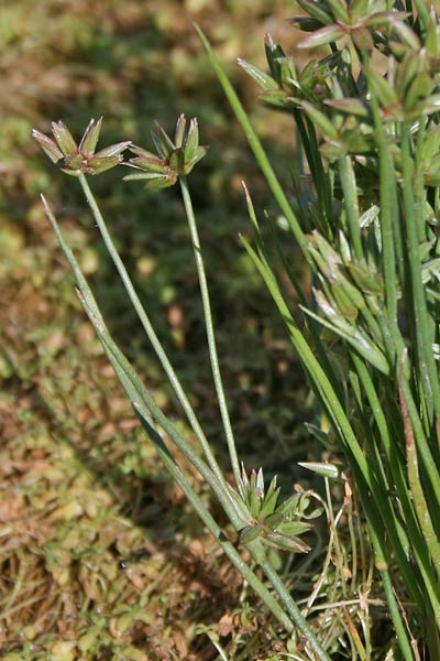 Juncus pygmaeus, Giunco pigmeo, Giuncu