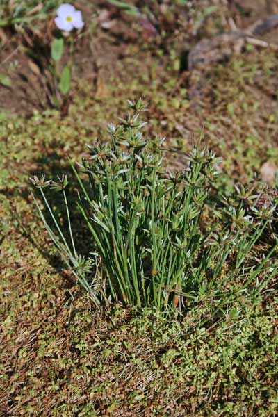 Juncus pygmaeus, Giunco pigmeo, Giuncu