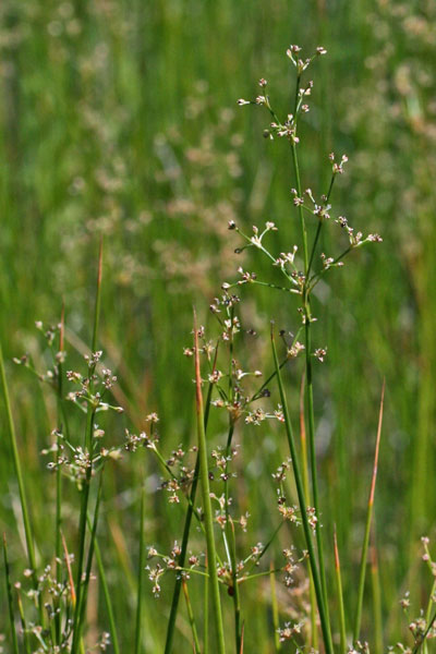 Juncus subnodulosus, Giunco subnodoso, Giuncu, Sinniga, Zinniga