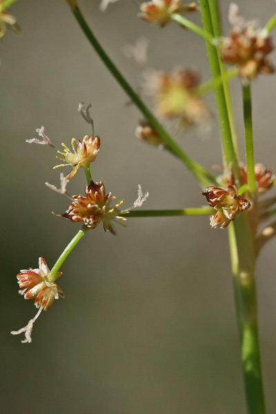 Juncus subnodulosus, Giunco subnodoso, Giuncu, Sinniga, Zinniga