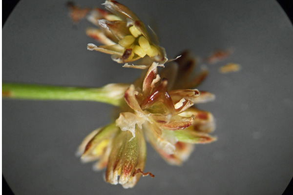 Juncus subnodulosus, Giunco subnodoso, Giuncu, Sinniga, Zinniga