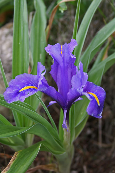 Juno planifolia, Giaggiolo bulboso, Iris alata, Lillu aresti, Lillu asulu, Lillu de ierru, Lillu de monti