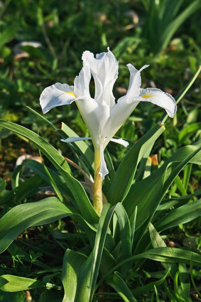 Juno planifolia, Giaggiolo bulboso, Iris alata, Lillu aresti, Lillu asulu, Lillu de ierru, Lillu de monti