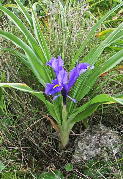 Juno planifolia, Giaggiolo bulboso, Iris alata, Lillu aresti, Lillu asulu, Lillu de ierru, Lillu de monti