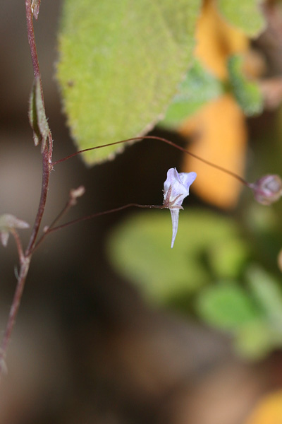 Kickxia cirrhosa, Cencio sottile