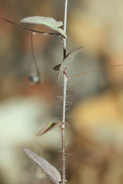 Kickxia cirrhosa, Cencio sottile