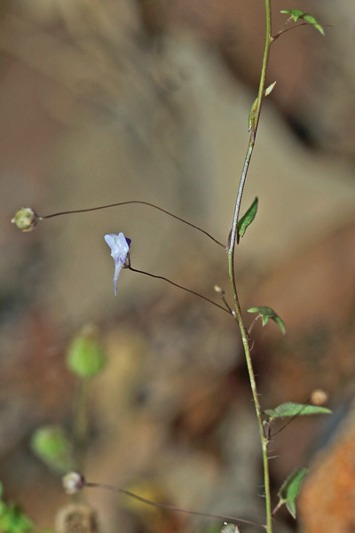 Kickxia cirrhosa, Cencio sottile