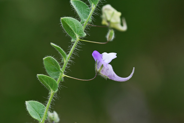 Kickxia commutata, Cencio perennante