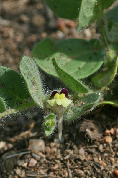 Kickxia spuria, Cencio molle, Soldino