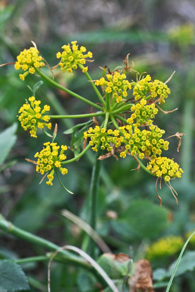 Kundmannia sicula, Kundmannia