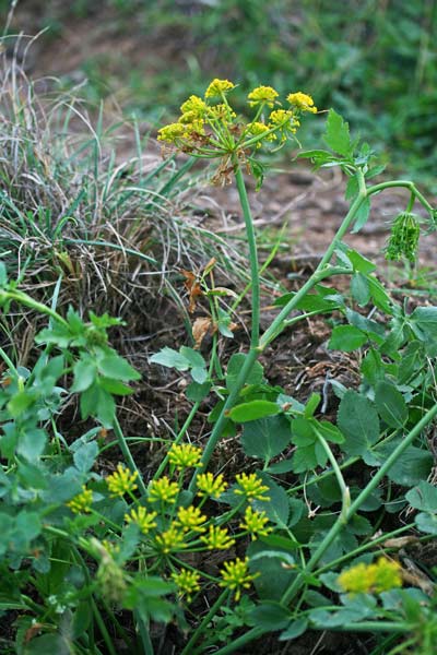 Kundmannia sicula, Kundmannia