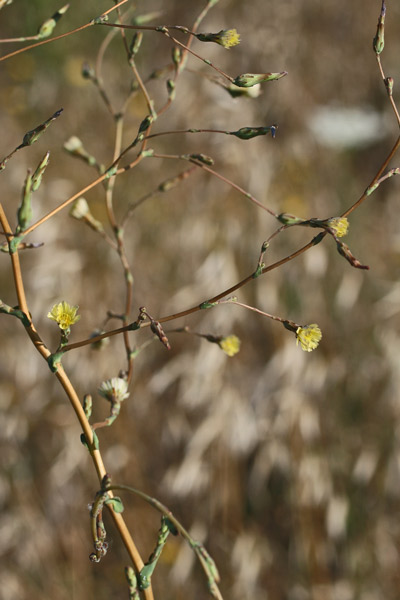 Lactuca sativa subsp. serriola, Erba bussola, Lattuga selvatica, Scarola, Latua