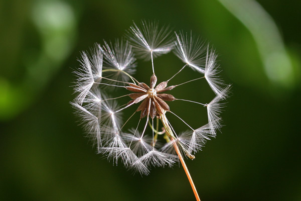 Lactuca sativa subsp. serriola, Erba bussola, Lattuga selvatica, Scarola, Latua