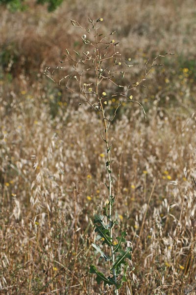 Lactuca sativa subsp. serriola, Erba bussola, Lattuga selvatica, Scarola, Latua