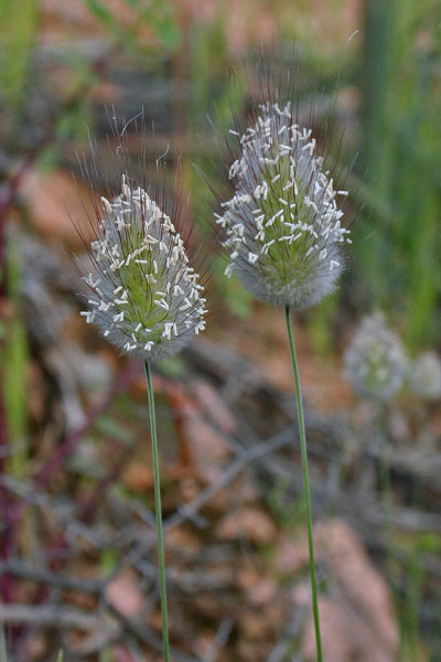 Lagurus ovatus, Piumino, Baffus de gattu, Coa de lepore, Musci-musci