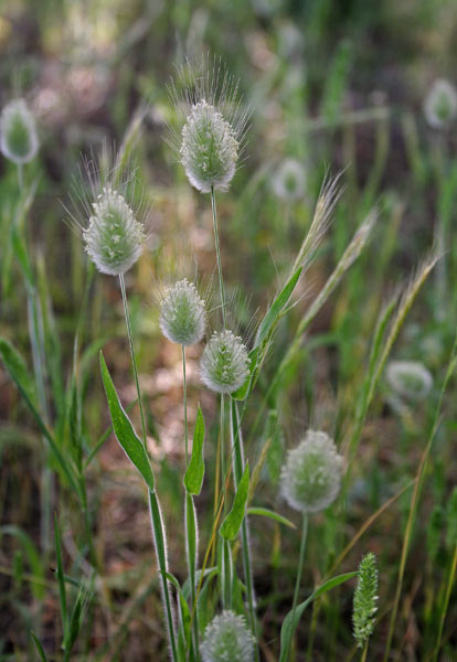 Lagurus ovatus, Piumino, Baffus de gattu, Coa de lepore, Musci-musci