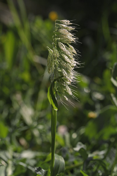 Lamarckia aurea, Lamarckia, Spatzolinus